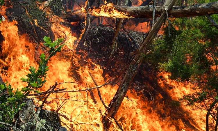 detección de incendios forestales