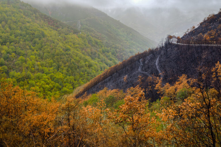 Bosques quemados en incendios forestales en Galicia, en Ancares, Cervantes, Galicia