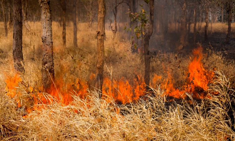 normativa extinción de incendios forestales