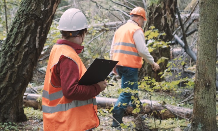 operativo forestal