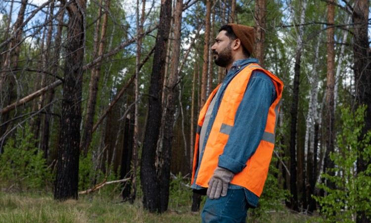 profesional forestal